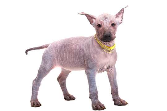 Щенок породы Xoloitzcuintle  Мексиканская  голая, без шерсти, крупным планом, изолирован на белом фоне 