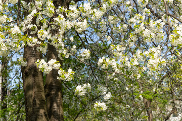 Fototapeta premium Spring white blooming cherry tree flowers on a blue sky background
