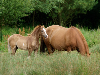 Mare and Foal