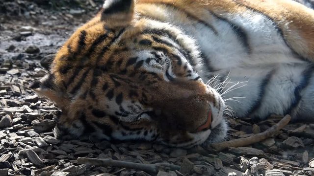 Siberian Tier lives in the taiga areas and has the habit of continuosly moving, solitary, after sunset to hunt its prey.
