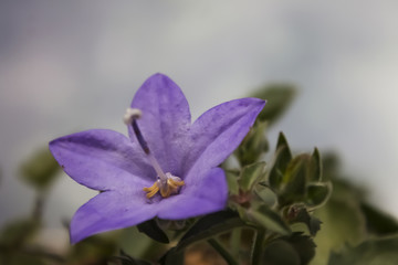 Purple Campanula