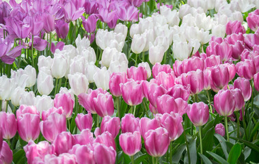 Pink and white tulips garden background