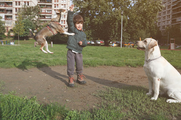 Little dog jumping and playing with kid while big dog watching