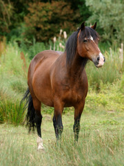 Obraz na płótnie Canvas Welsh Pony