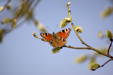 The branch of the pussy willow against the background of a flowering willow and pine forest in...
