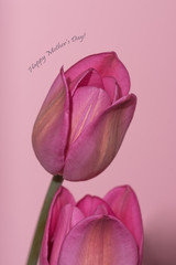 Pastel background with pink tulips and Mother's Day message