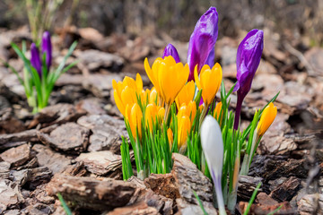 Obraz premium Colorful purple, yellow and white crocus flowers blooming on a sunny Spring day in the garden