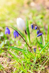 Blue Scilla siberica or siberian squill flowers. First spring flowers in the garden