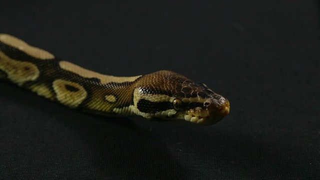 Video of snake - looking royal python
