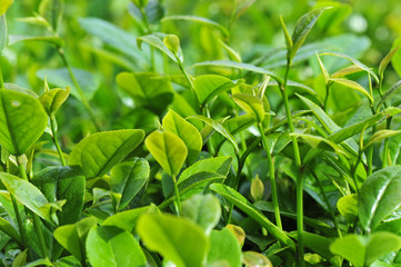 Growing green tea trees in spring