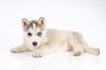 Fototapeta premium Adorable grey and white Siberian Husky puppy with different eyes lying down indoors on a white background