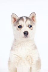 The portrait of an adorable grey and white Siberian Husky puppy with different eyes posing indoors on a white background