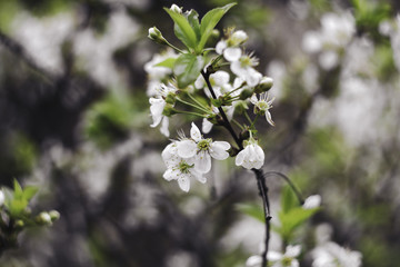 cherry blossom