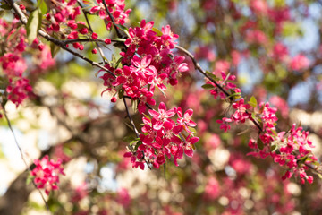 Spring pink crabapple blooming tree flowers on a sky background