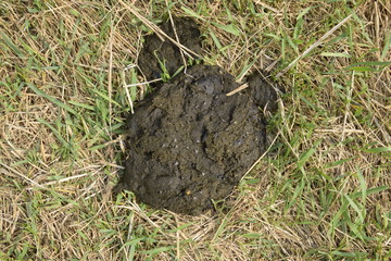 A cow cake in the grass. Manure of cattle.