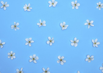 blue background with blooming white flowers of cherry