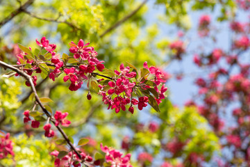 Spring pink crabapple blooming tree flowers on a sky background