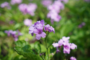 Fingered tooth root, Dentaria, Pentaphyllos,

