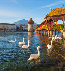 Swans at the famous Chapel Bridge in Lucerne, Switzerland