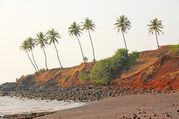 Beach with black sand and palm trees. Dark brown volcanic sand and beach in India, GOA