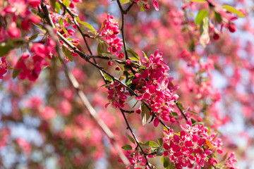 Summer pink crabapple blooming tree flowers on a sky background