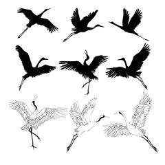 Wild birds in flight. Animals in nature or in the sky. Cranes or Grus and stork or shadoof and Ciconia with wings. engraved sketch hand drawn in vintage style.