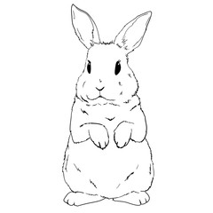 Rabbit sketch. Hand drawn vector illustration.