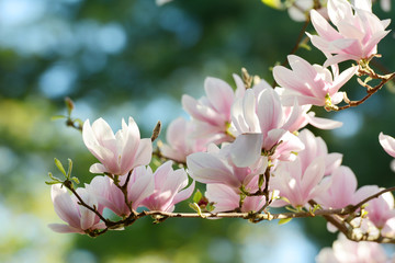 Spring blooming Magnolia flower. Beautiful springtime background on a bright day.