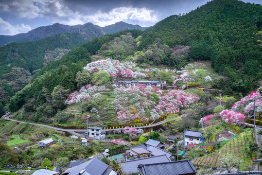 上久喜の花桃