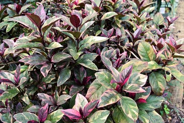 Pseuderanthemum atropurpureum, P. kewense, Green leaves with purple striped,Thailand 
