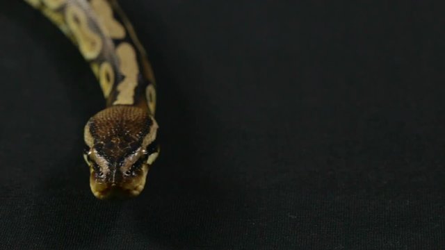 Video of snake - royal python with tongue