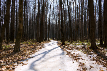 Melting snow in the spring in the forest.