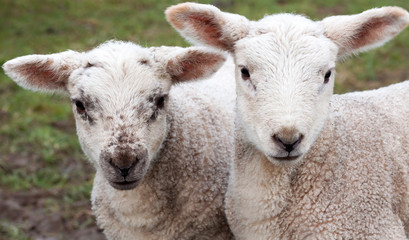 Portrait of young lamb

