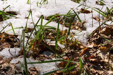 Melting snow in the spring in the forest.