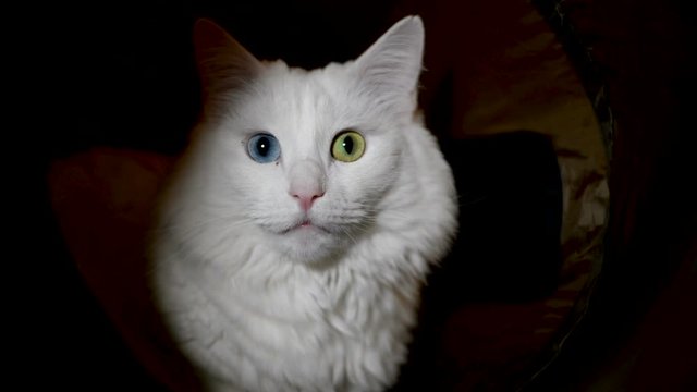 White turkish angora cat with different eyes looking at camera. black background