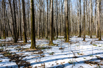 Melting snow in the spring in the forest.