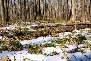 Melting snow in the spring in the forest.