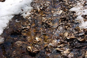 Early spring landscape of the snow in the forest. Melt water in a spring stream on a sunny day in the forest.