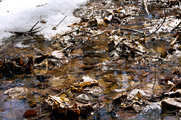 Early spring landscape of the snow in the forest. Melt water in a spring stream on a sunny day in the forest.