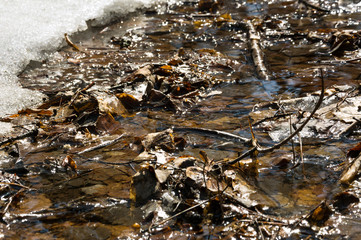 Early spring landscape of the snow in the forest. Melt water in a spring stream on a sunny day in the forest.