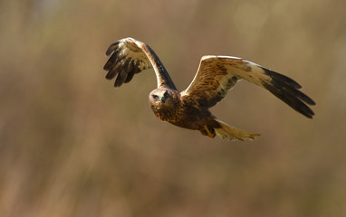 Marsh harrier (Circus aeruginosus)
