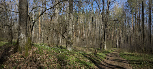 Obraz premium Beautiful spring background with white butterfly in flight and flowers anemones in forest on nature. Delicate elegant dreamy airy artistic image harmony of nature, free space for text.