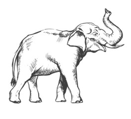 elephant