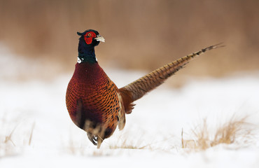 Ringneck Pheasant (Phasianus colchicus)