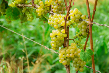 Green grapes