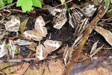 The butterfly masses eat minerals on the ground , The brown eye pattern on the white wings of tropical insects, Marbled Map ,Cyrestis cocles, Thailand 