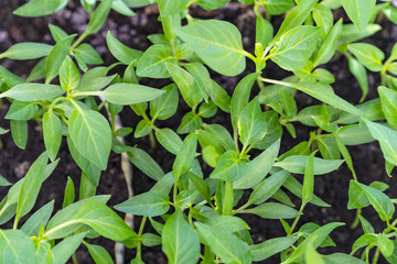 Shoots of bell peppers sprouts