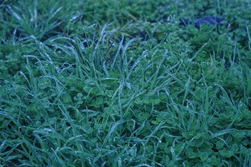 Water drops on fresh artistc grass background. Green grass background