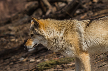 Wolf in natural habitat, Curonian Spit, Kaliningrad region, Russia