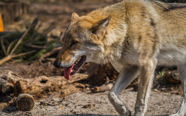 Wolf in natural habitat, Curonian Spit, Kaliningrad region, Russia